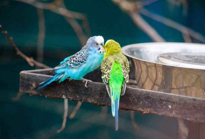 Decorative birds to bring life to your garden space.