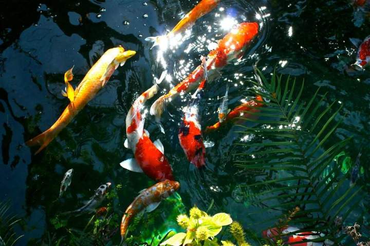 Beautiful koi swimming Homestead