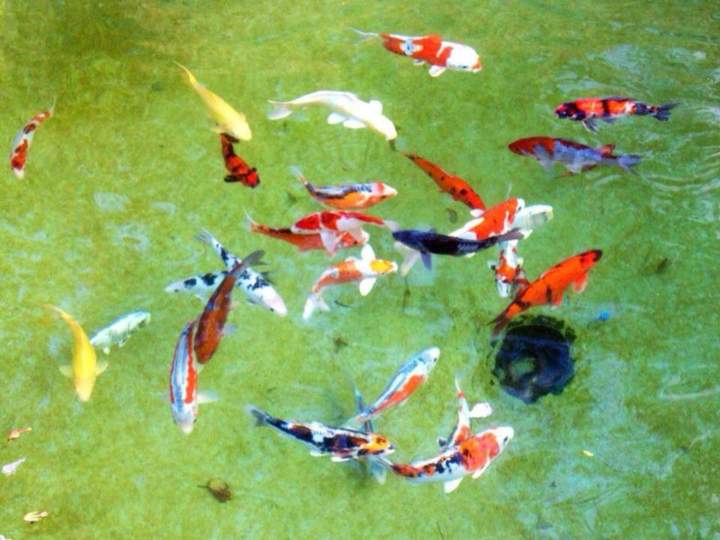 Cichlids Fish On Sale Homestead