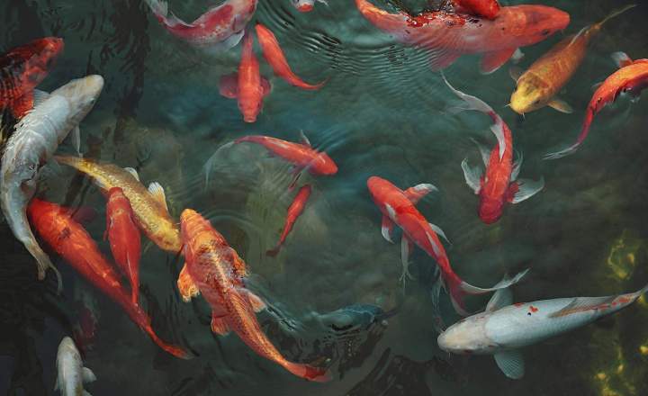 Beautiful decorative koi fish for sale.