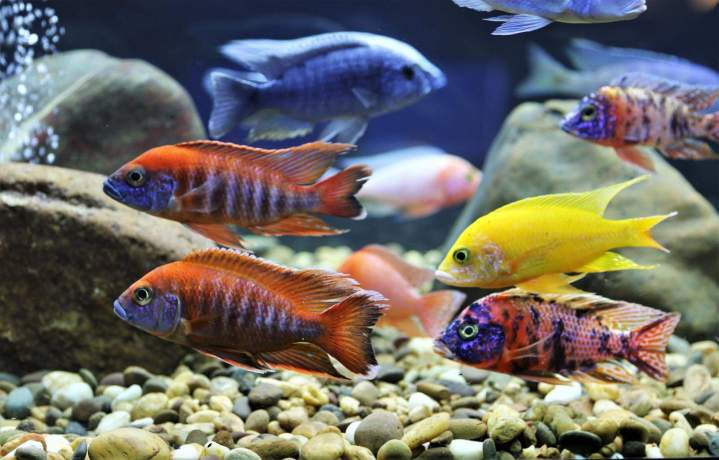 Colorful cichlid fish available for decorative ponds.
