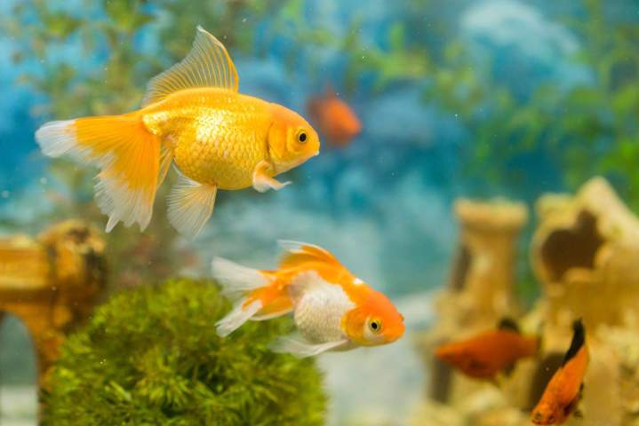 Graceful goldfish to enhance your garden waterscape.