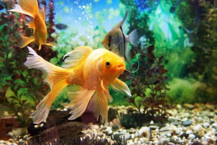 Goldfish On Sale Homestead