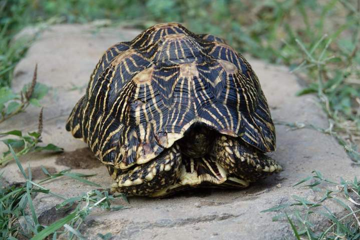 Charming tortoises perfect for exotic outdoor settings.