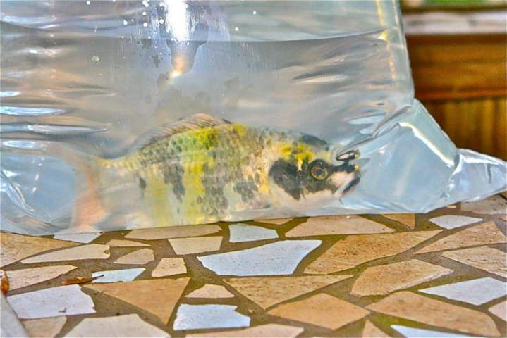 Cichlids Aquarium Homestead