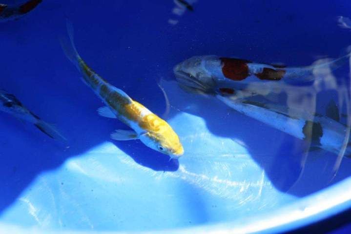 Cichlids Aquarium Homestead