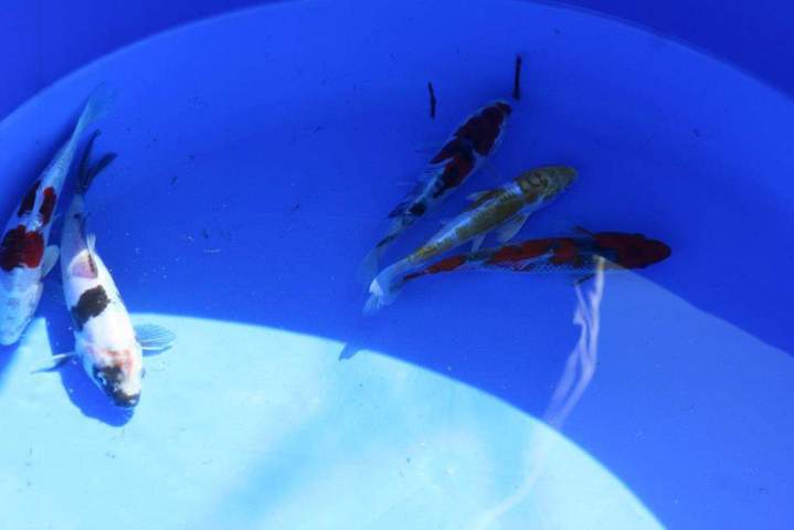 Cichlids Breeding Homestead