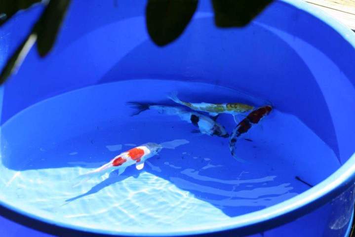 Cichlids Breeding Homestead