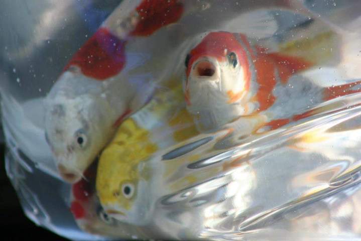 Cichlids Care Homestead