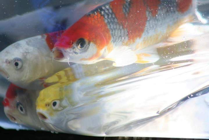 Cichlids Care Homestead