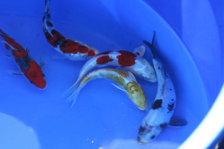 Cichlids Habitat Homestead