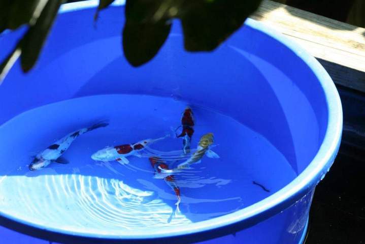 Cichlids Habitat Homestead