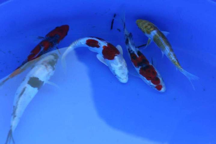 Cichlids Sales Homestead