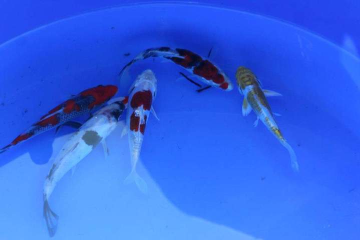 Cichlids Sales Homestead