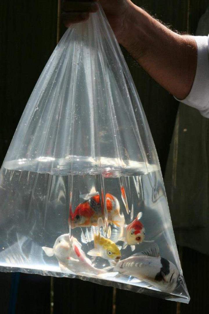 Cichlids Tank Setup Homestead