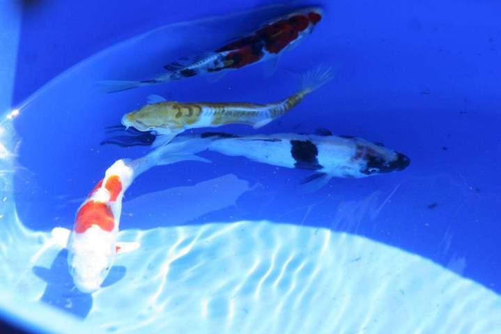 Cichlids Tank Setup Homestead