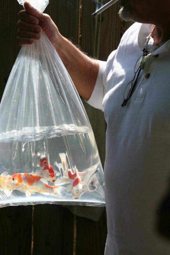 Goldfish Breeding Homestead