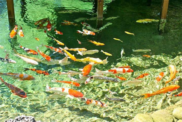 Goldfish Care Homestead