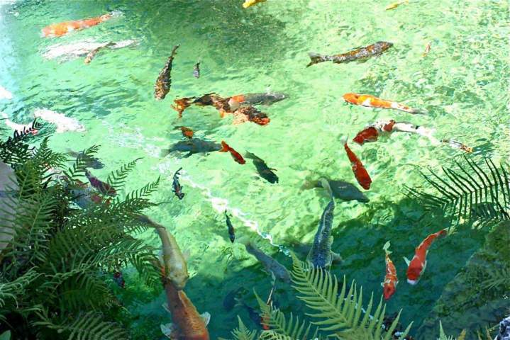 Goldfish Pond Homestead