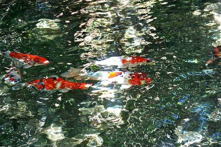Koi Fish Breeding Homestead