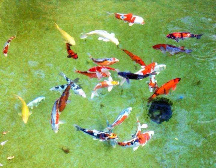 Koi Fish Breeding Homestead