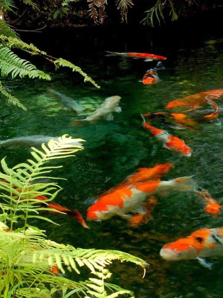 How a Koi Pond Can Transform Your Garden Design