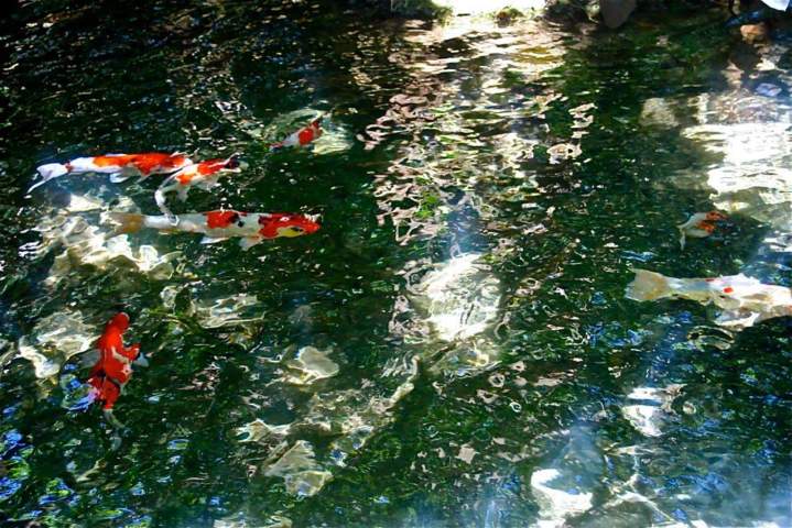 Koi Fish Sales Homestead