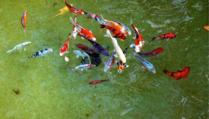 Koi Pond Décor Homestead