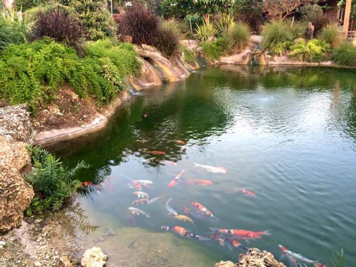 How to Incorporate a Fish Pond into Garden Landscaping