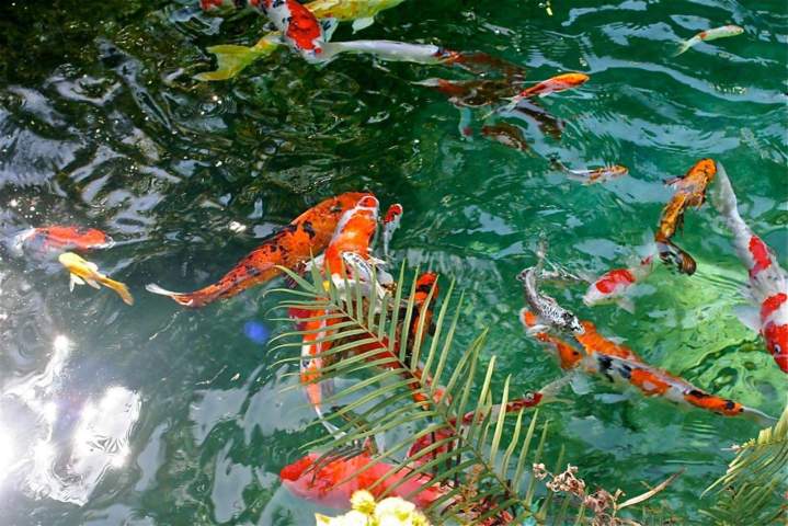 Koi Pond Maintenance Homestead