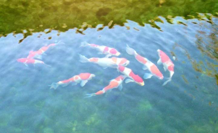 Koi Pond Maintenance Homestead