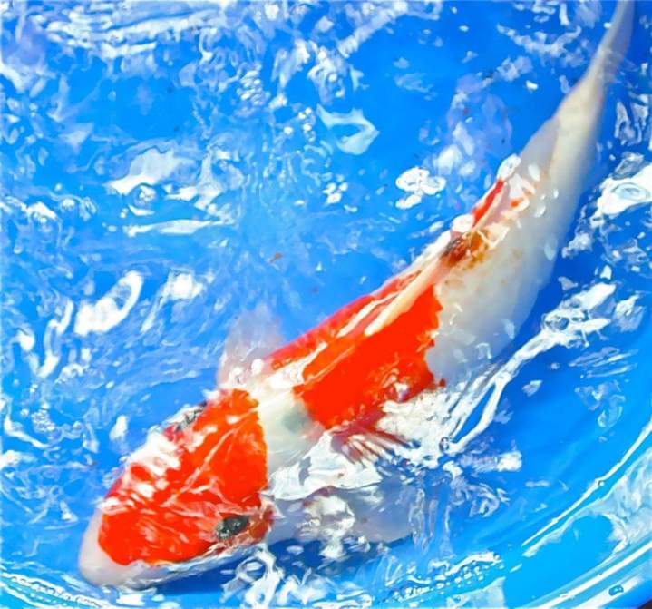 Koi Supplies Homestead