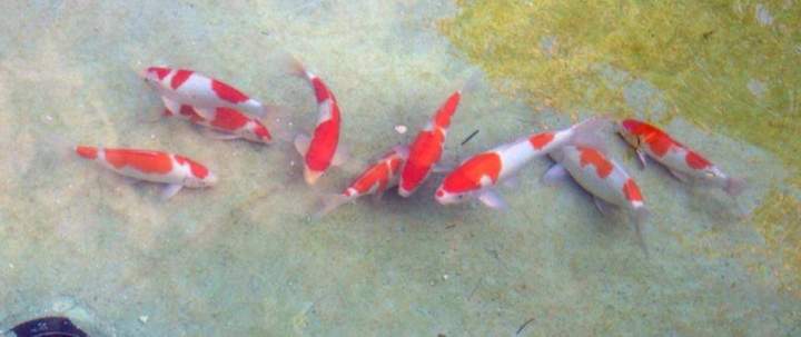 Koi Supplies Homestead