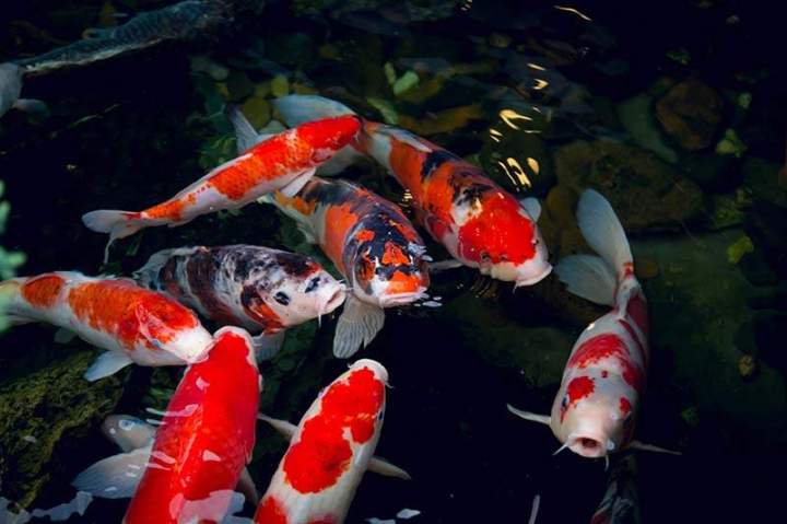 Quality koi fish breeders Homestead