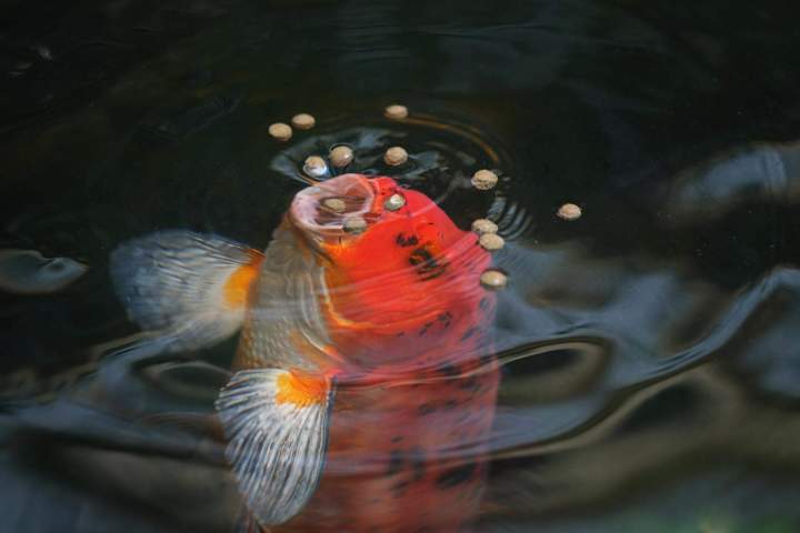 Buy koi Homestead