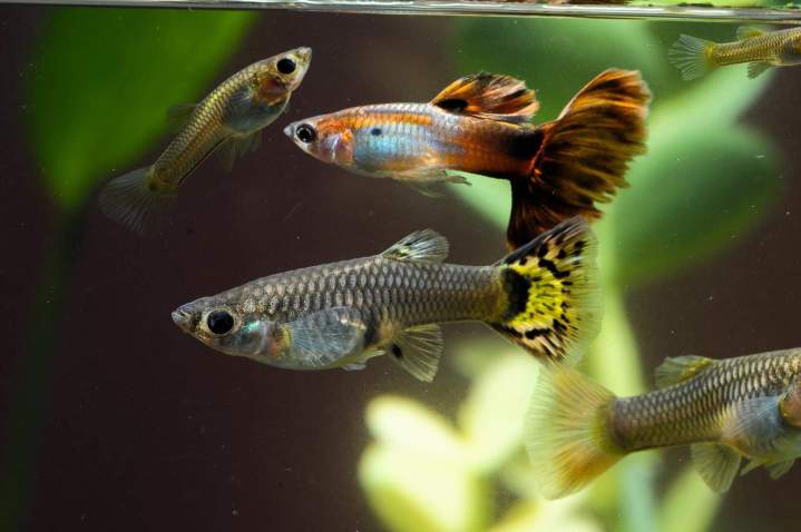 Buy cichlids Homestead