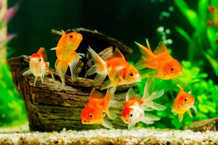 Buy goldfish Homestead