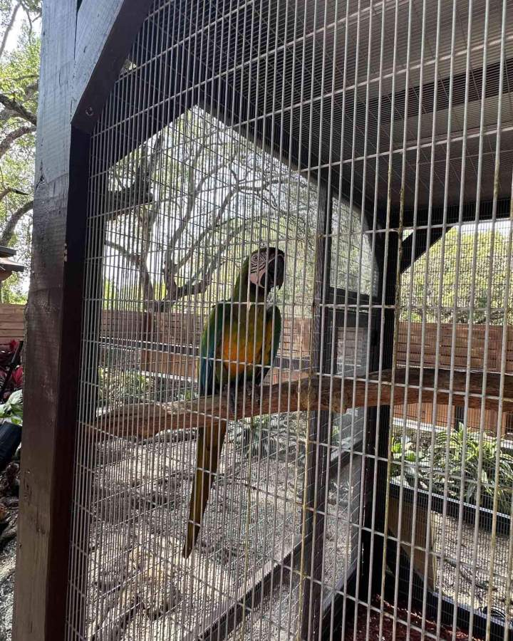 Birds on Sale Homestead
