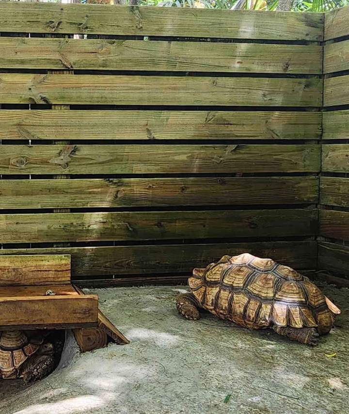 Tortoises Homestead