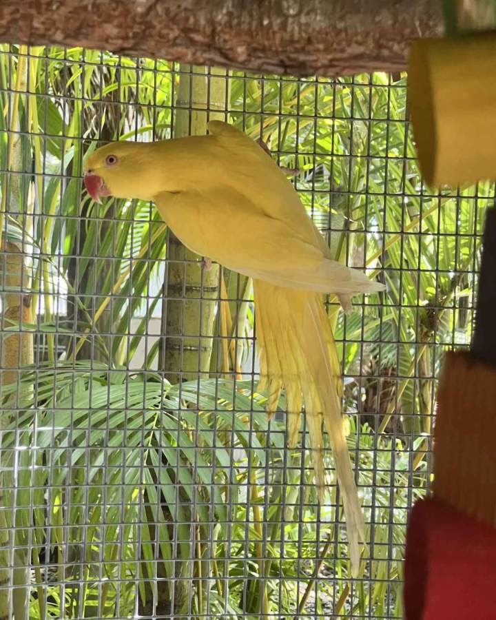 Birds for Sale Homestead