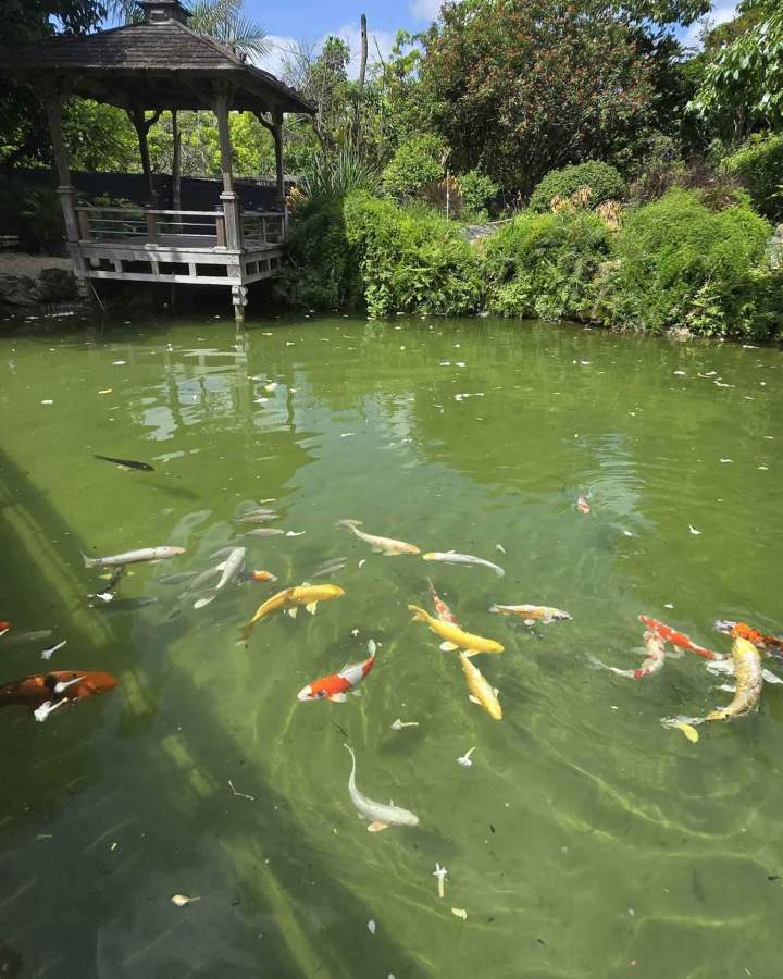 Koi Fish for Sale Homestead